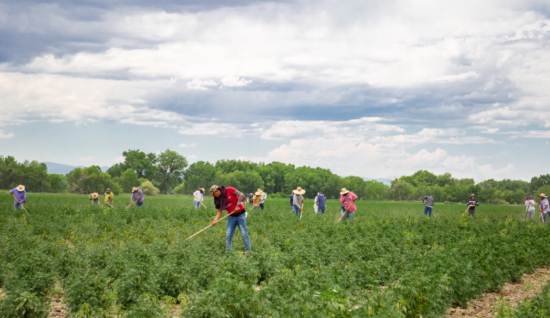 This Year Labor Day has a New Meaning for Colorado FarmWorkers
